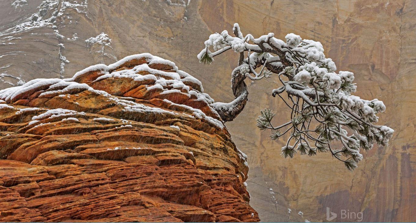 20171227snowtreezion