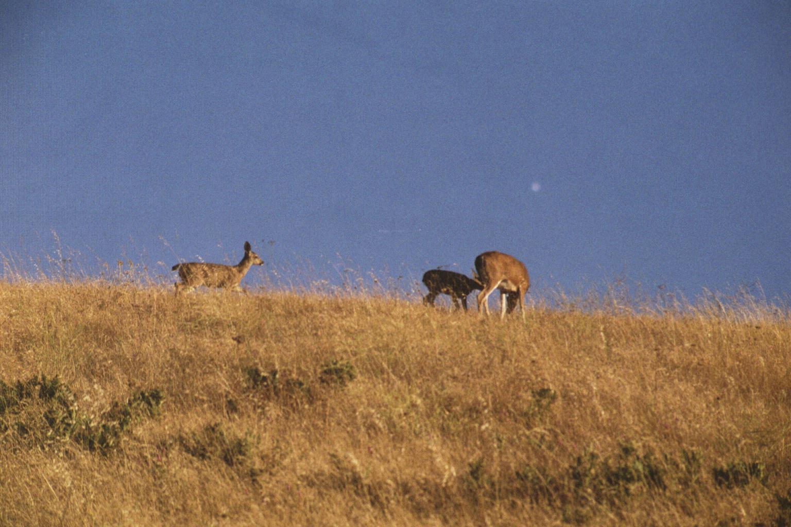 MissionPeakDeersFremont072003-1