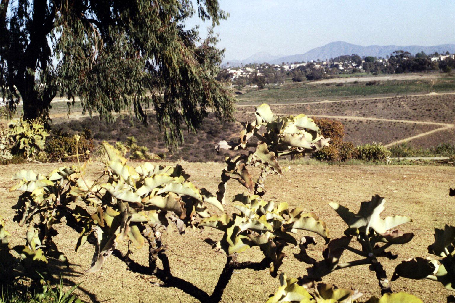 shorelineGolfcourse072003-1
