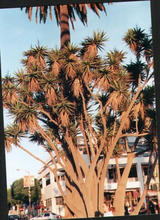 santaMonica11