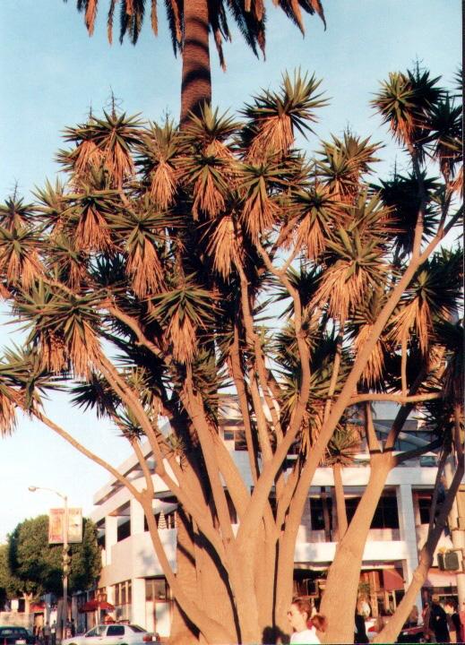 santaMonica12