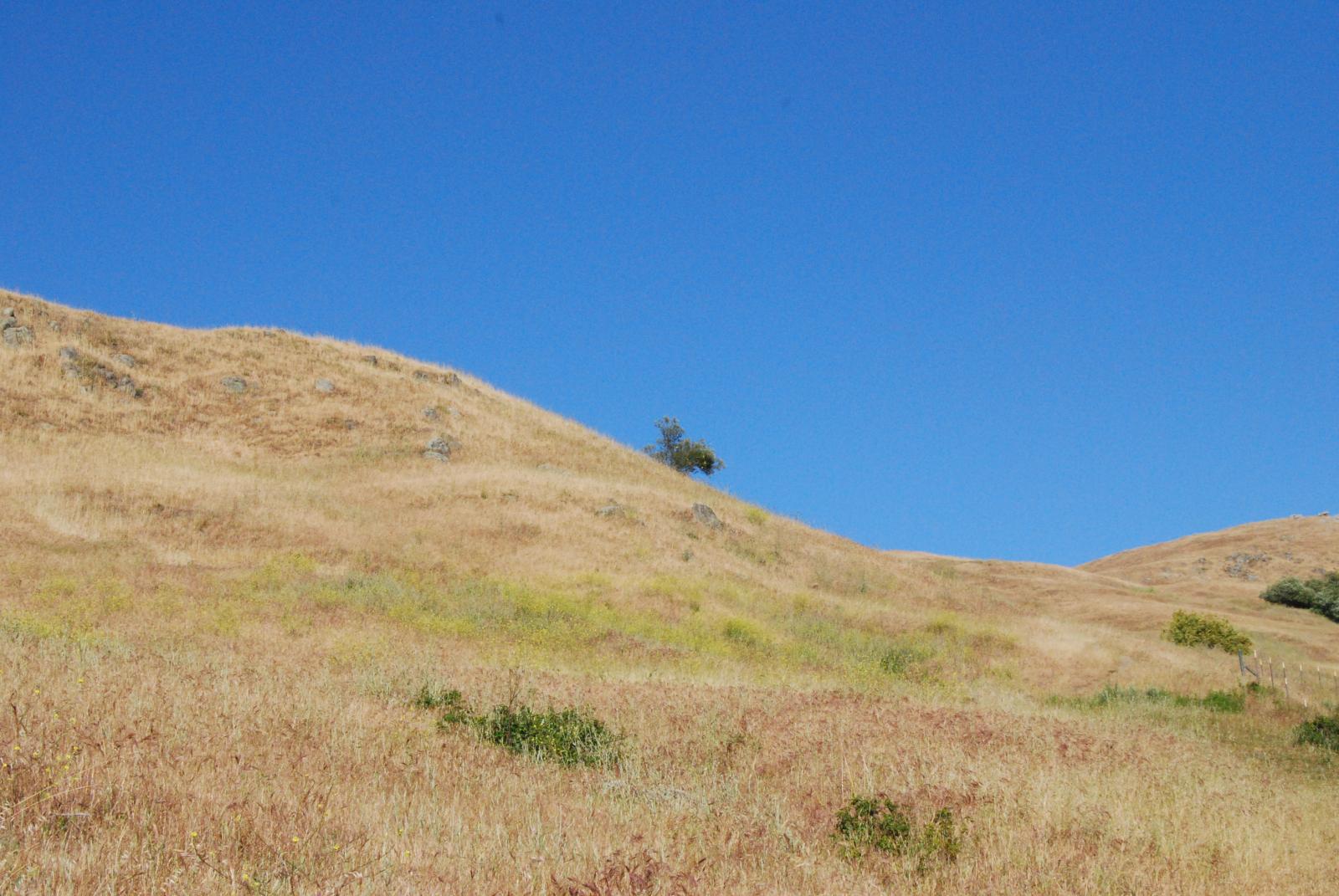 DSC 0100