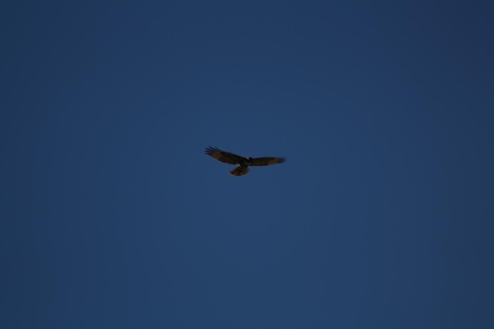 IMG 4917