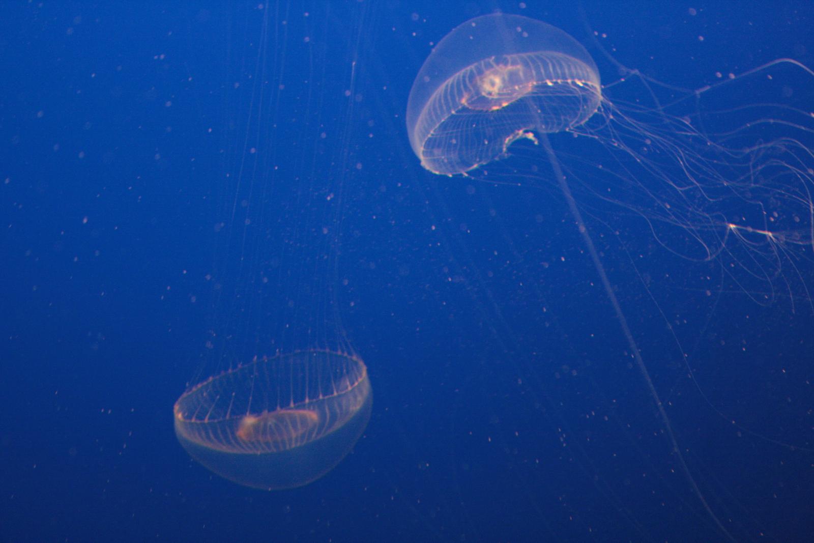 IMG 1524