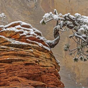 20171227snowtreezion