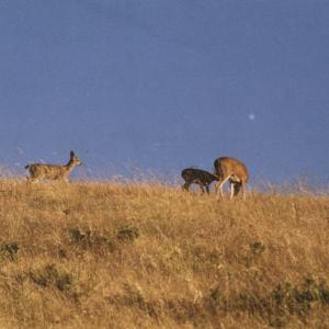 MissionPeakDeersFremont072003-1