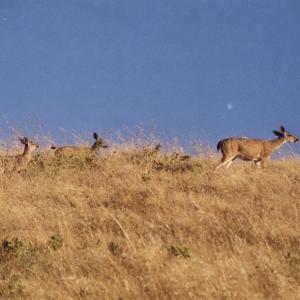 MissionPeakDeersFremont072003-2