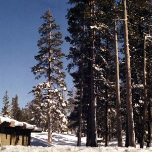 TahoeRestarea072003-1