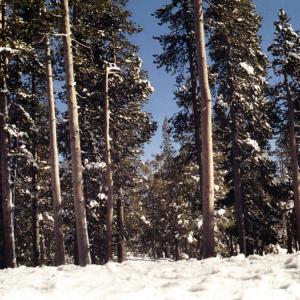 TahoeRestarea072003-2