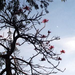 Tree08292003