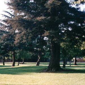 sanjoselibaryTree
