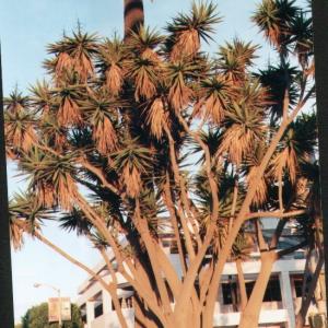 santaMonica11