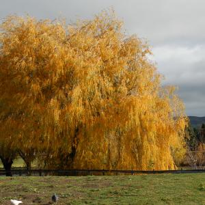DSC 0027