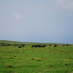 DSC 0212