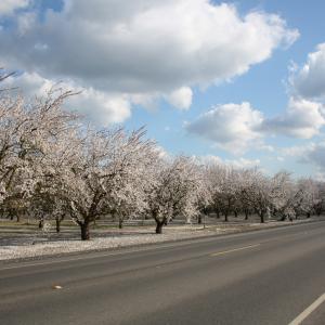 CanonXS-2009-03-06-ModestoBlossom