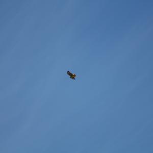 IMG 1761