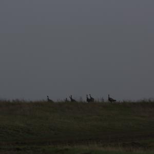 IMG 4446