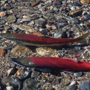 IMG 4559Salmon-2