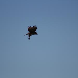 IMG 4876