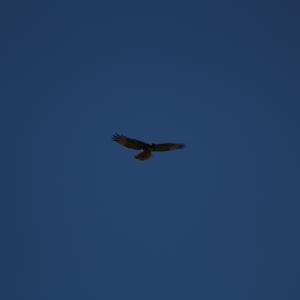 IMG 4917