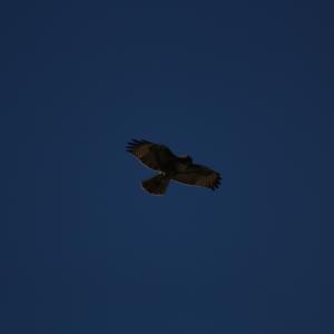IMG 4922