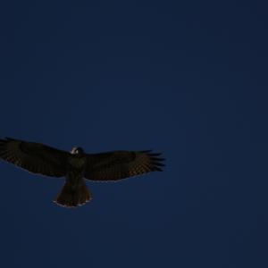 IMG 4926