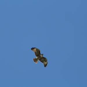 IMG 4938