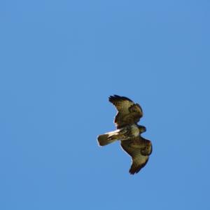 IMG 4942