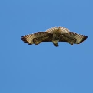 IMG 4945