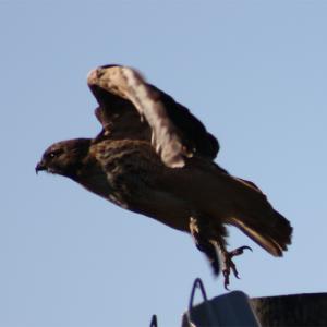 CanonXS-2010-02-07-hawkVargas