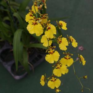 CanonXS-2010-08-12-Flowers