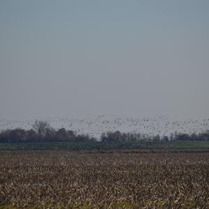 DSC 0045